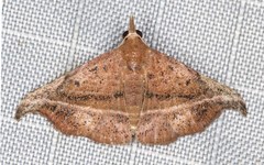 Corgatha ancistrodes