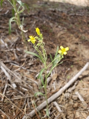 Physaria rectipes