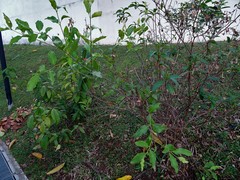 Dendrophthoe pentandra