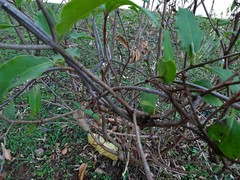 Dendrophthoe pentandra