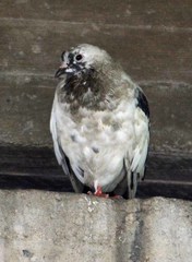 Columba livia domestica