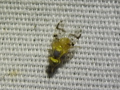 Neaspilota achilleae