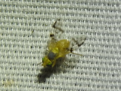 Neaspilota achilleae