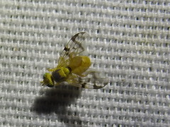 Neaspilota achilleae
