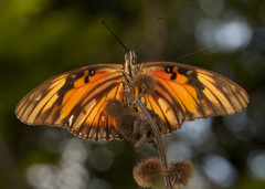 Dione vanillae lucina