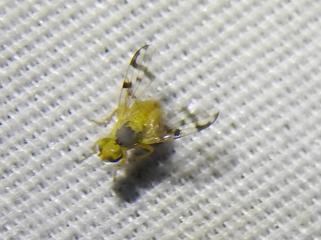 Neaspilota achilleae