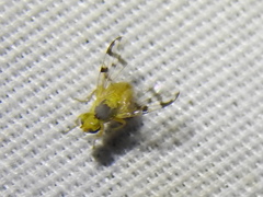 Neaspilota achilleae