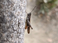 Chorthippus maritimus maritimus