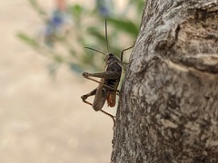 Chorthippus maritimus maritimus