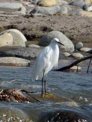 Egretta thula