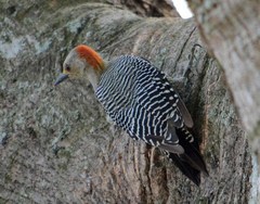 Melanerpes aurifrons