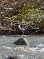 Himantopus mexicanus