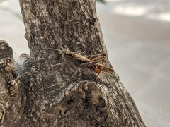 Chorthippus maritimus maritimus