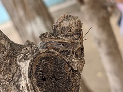 Chorthippus maritimus maritimus