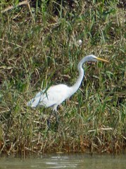 Ardea alba