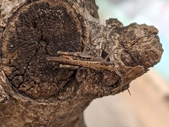 Chorthippus maritimus maritimus