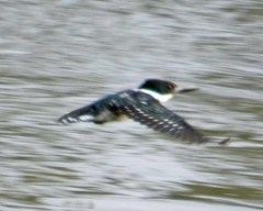 Chloroceryle americana