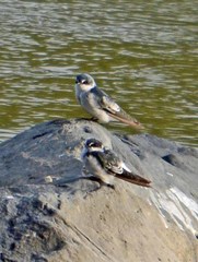 Tachycineta albilinea