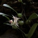 Bulbophyllum bifurcatoflorens - Photo (c) jodyhsieh, algunos derechos reservados (CC BY-NC)