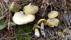 Tricholoma davisiae