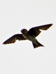 Stelgidopteryx serripennis