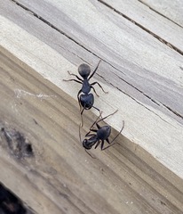 Camponotus pennsylvanicus