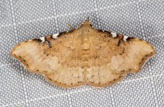 Corgatha dichionistis