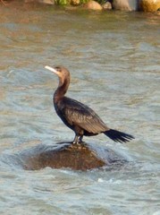 Nannopterum brasilianum