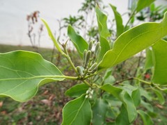 Dendrophthoe pentandra