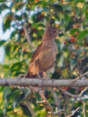 Turdus grayi