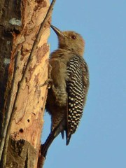 Melanerpes aurifrons