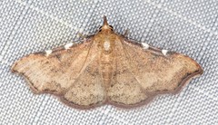 Corgatha dichionistis