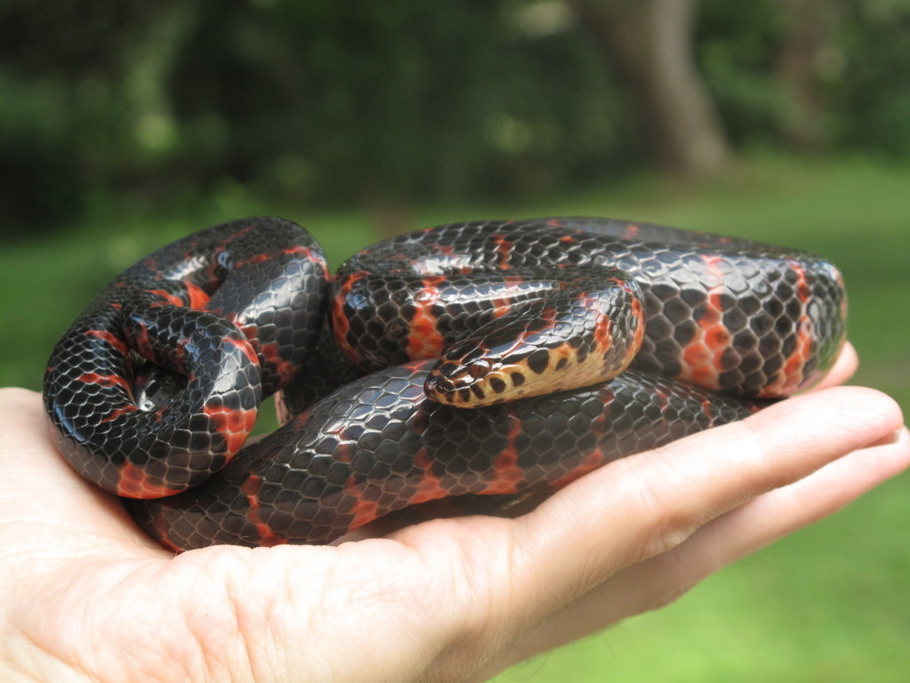 Mud Snake