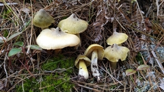 Tricholoma davisiae