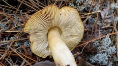 Tricholoma davisiae