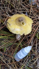 Tricholoma davisiae