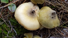 Tricholoma davisiae