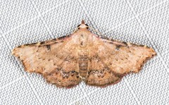 Corgatha dipyra