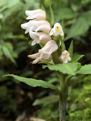 Goodyera henryi