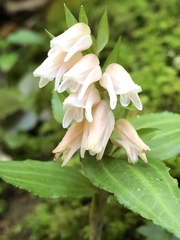 Goodyera henryi