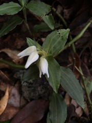 Goodyera henryi