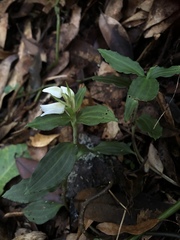 Goodyera henryi