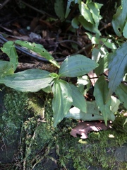 Goodyera henryi