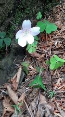 Oxalis montana image