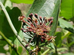Smilax campestris
