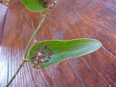 Smilax campestris