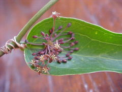 Smilax campestris