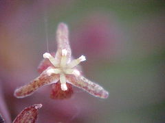 Smilax campestris
