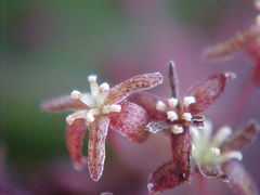 Smilax campestris
