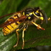 German Yellowjacket - Photo (c) Sid Mosdell, some rights reserved (CC BY)